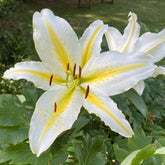 Hectarul - Bulbi de crin oriental Time Out, 2 bulbi